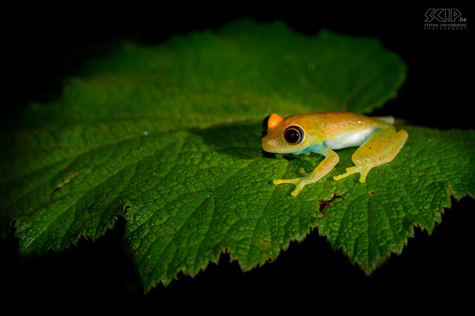 Andasibe - Green bright-eyed frog De Boophis Viridis (Green bright-eyed frog) is een kikkertje van 2 tot 3,5 cm lang, endemisch in Madagaskar en het kan z’n kleur veranderen van groen naar roodbruin. Stefan Cruysberghs